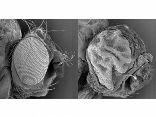 What have flies ever done for us? 